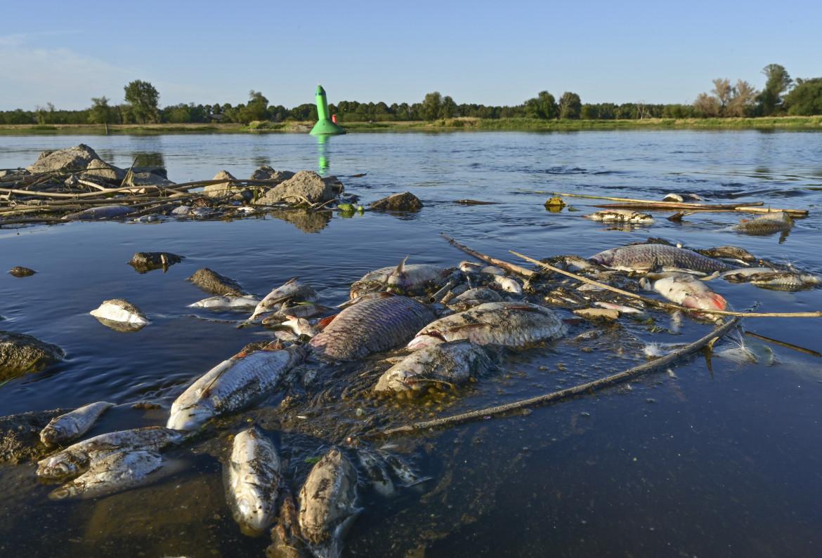 La catastrofe dell’Oder, il fiume sta morendo