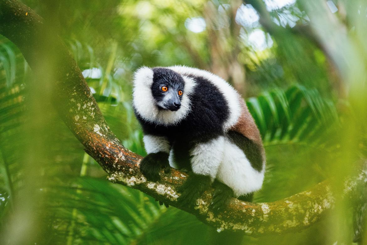 Madagascar, i lemuri incantano con le voci