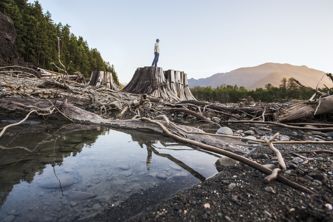 un vecchio cedro emerso nel lago Aldwell. Scene from DAMNATION. Photo Ben Knight