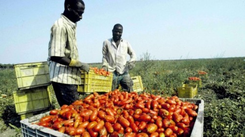 Pomodori italiani? Li vogliamo «etici». Danesi e norvegesi scrivono a Renzi