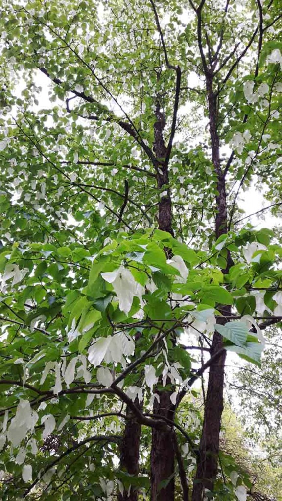 Un parco di fiori bianchi per le vittime dell’Eternit