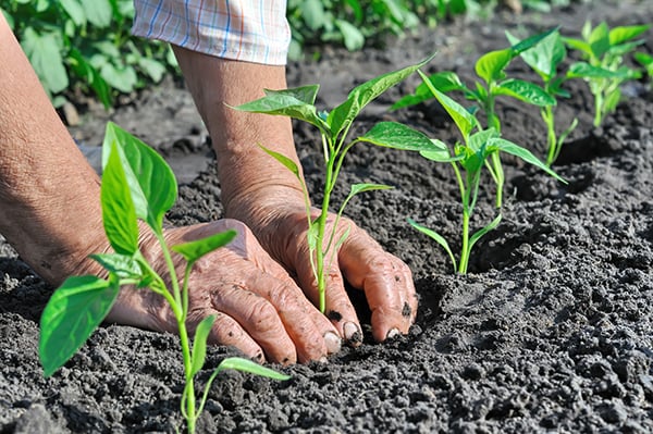 L’agroecologia di Terra Madre batte l’«agromimetica» del G7