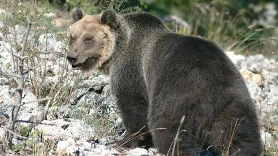 «Giù le armi dall’orso». L’alt del ministro Costa allo sceriffo di Trento