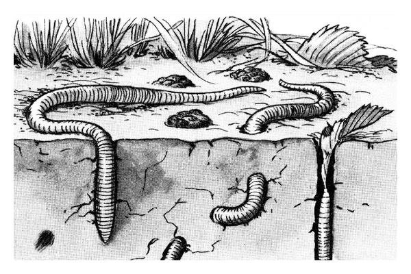 La Terra al collasso e i lombrichi panacea per tutti i mali