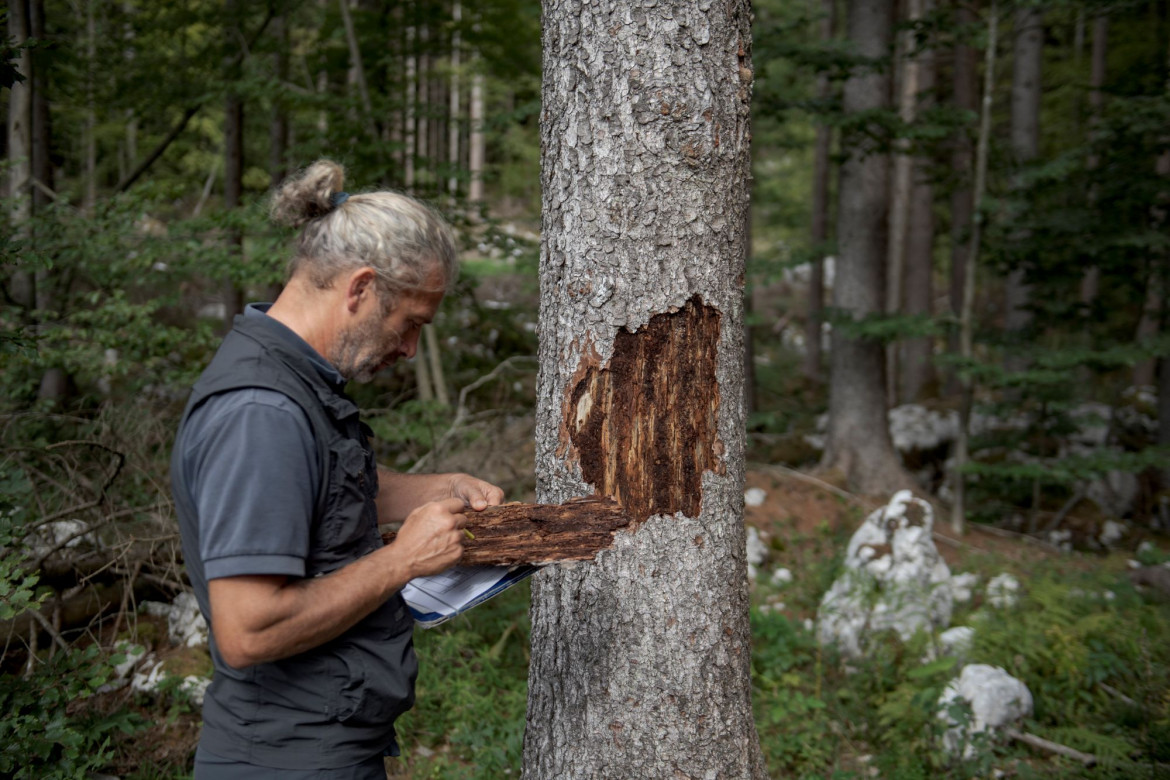 William Mauri, funzionario del Sistema Forestale di Vicenza durante un’attività del progetto fitosanitario di lotta al bostrico foto di Michele Lapini