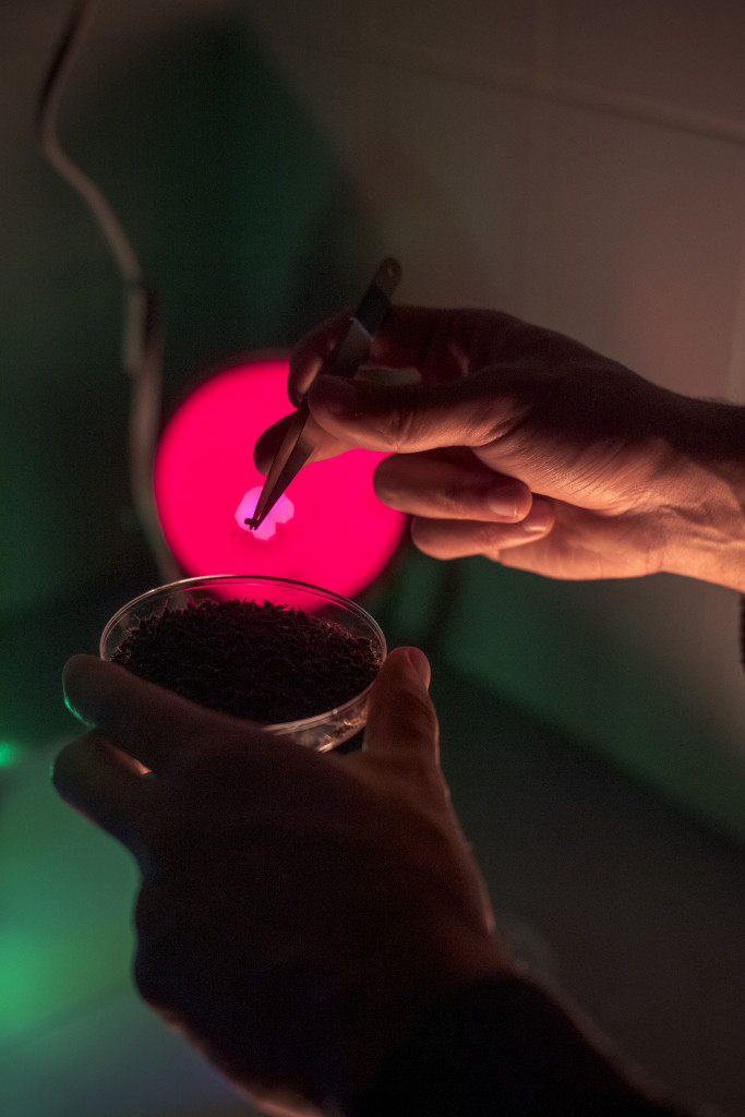 L’attività di ricerca sul bostrico che studia la vista del piccolo coleottero per sviluppare sistemi di contenimento foto di Michele Lapini