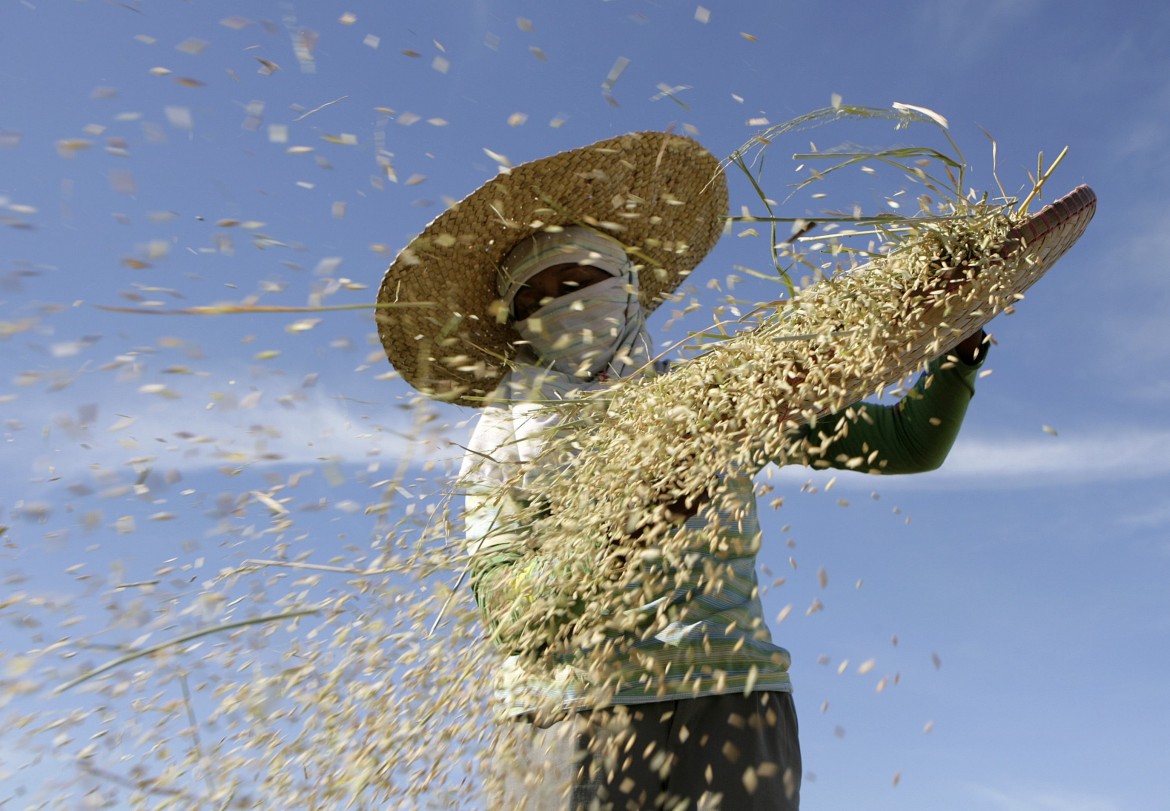 Il riso non ride: Italia è invasa da cereali asiatici