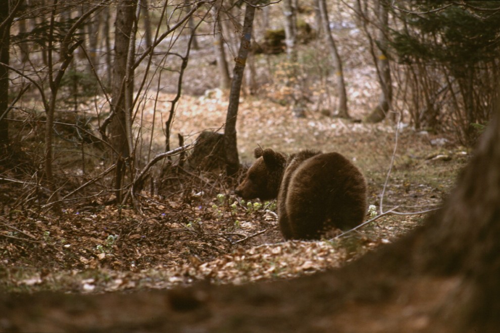 Catturata e uccisa l’orsa Daniza