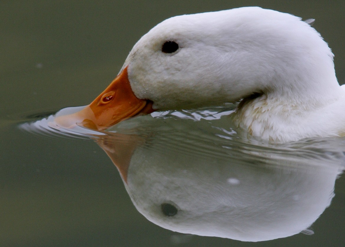 Il linciaggio del cigno