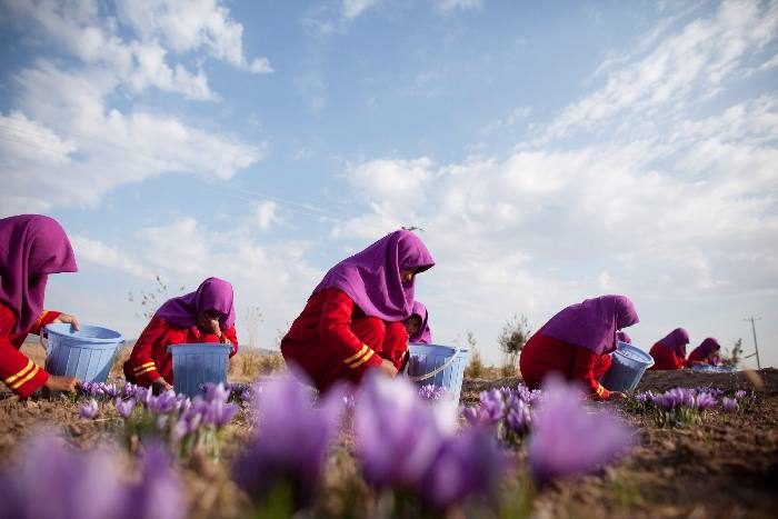 L’oro rosso dell’Afghanistan