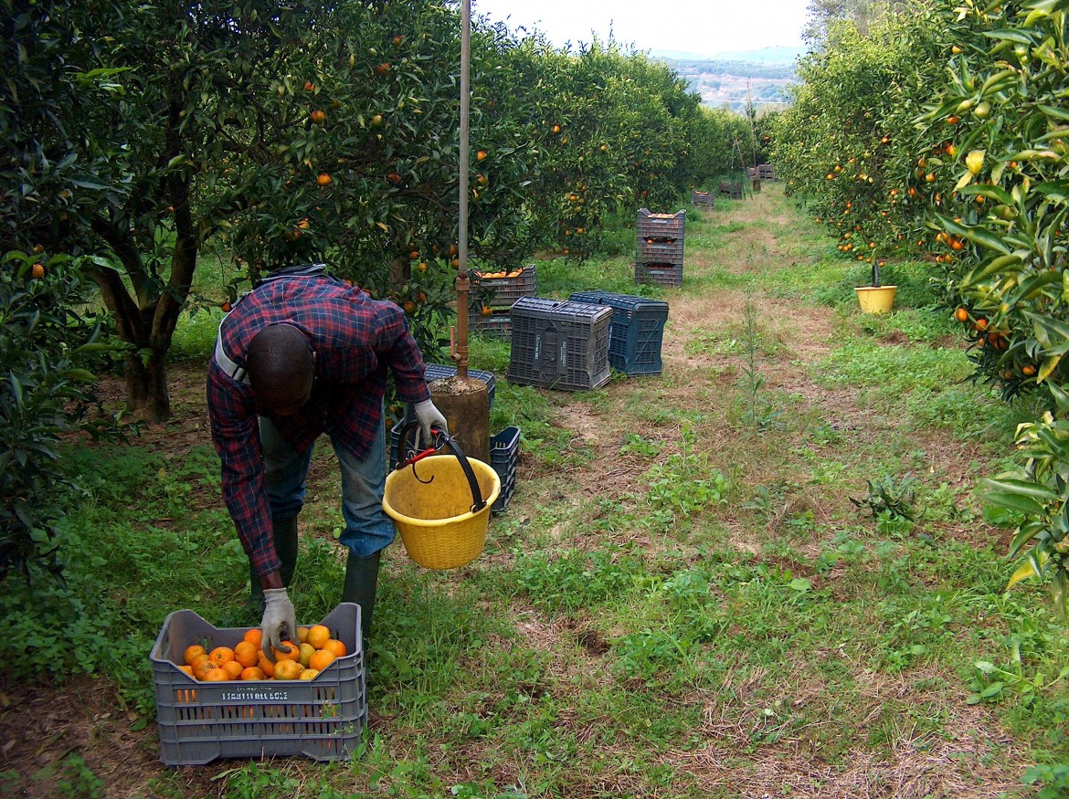 Agricoltura, «basta irregolarità, lavoro precario e caporalato»