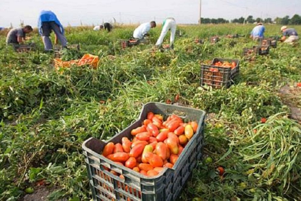 Prima vittoria per i braccianti indiani in sciopero