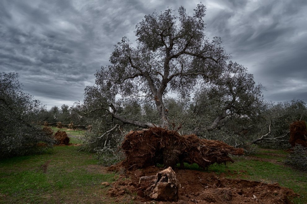 xylella torchiarolo puglia foto vincenzo rapanà