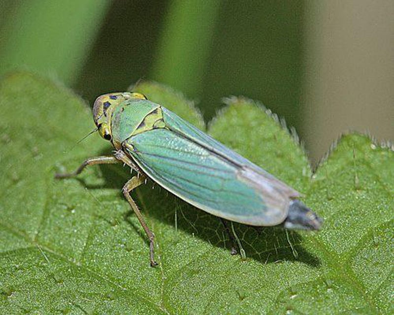 Posta e risposta sul caso Xylella