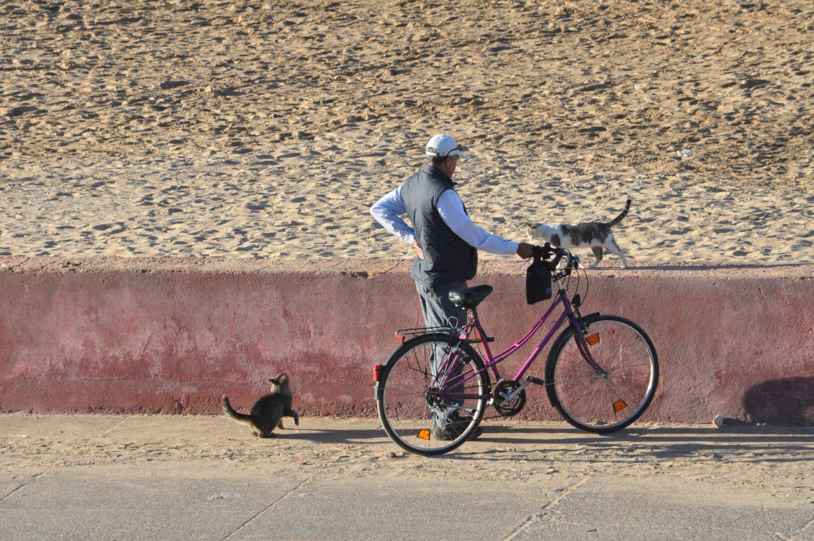 uomo, bicicletta e gatti