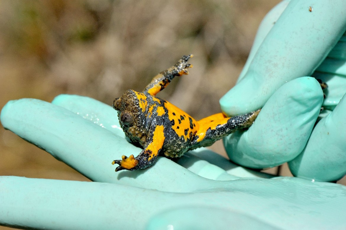 Più Bioparco e meno capitalismo