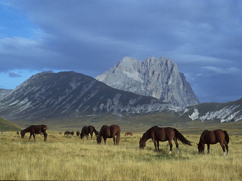 Cavalli al pascolo a Campo Imperatore dominato dal Corno Grande 2.912 mt. P.N. GRAN SASSO MONTI DELLA LAGA ABRUZZO