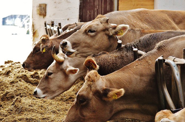 Chi acquista carne allevata in modo estensivo aiuta la Terra