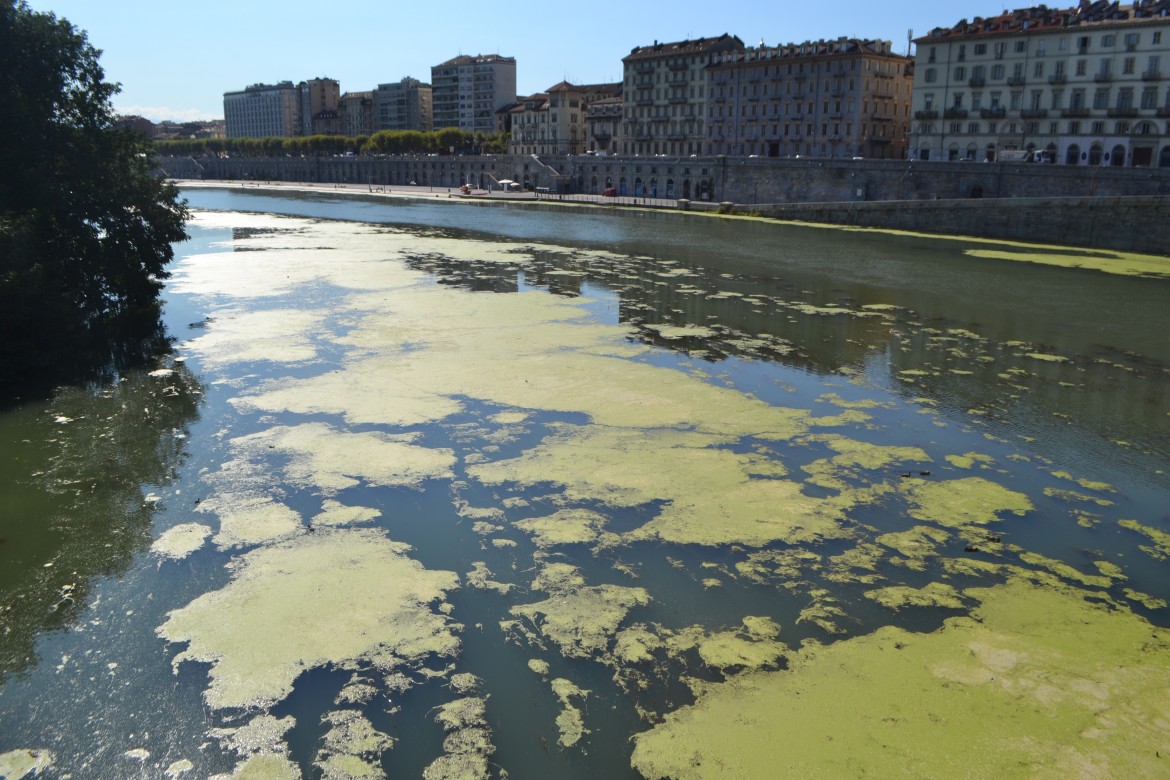 Adriatico bollente, tornano le mucillaggini