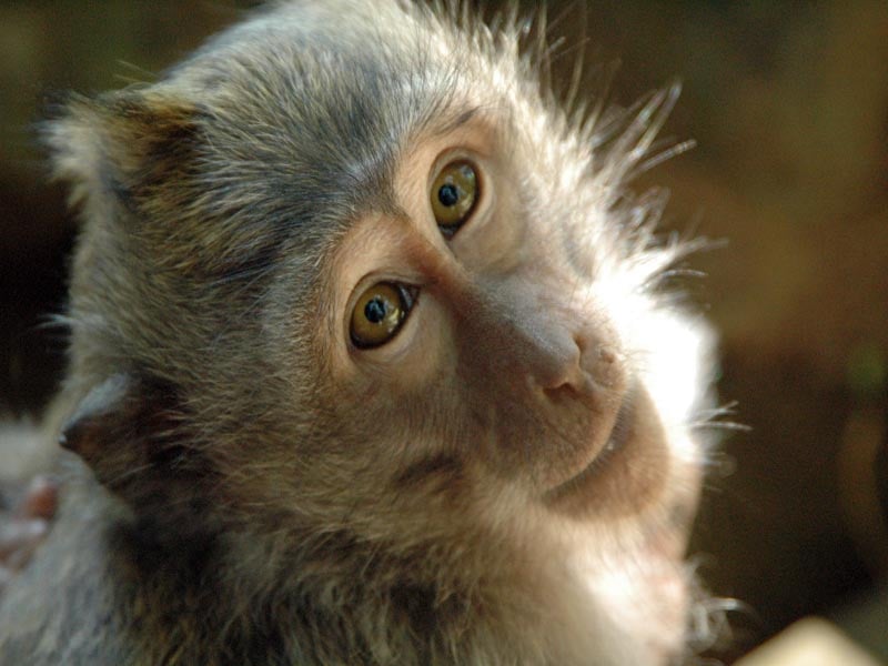 La legge della giungla premia i macachi