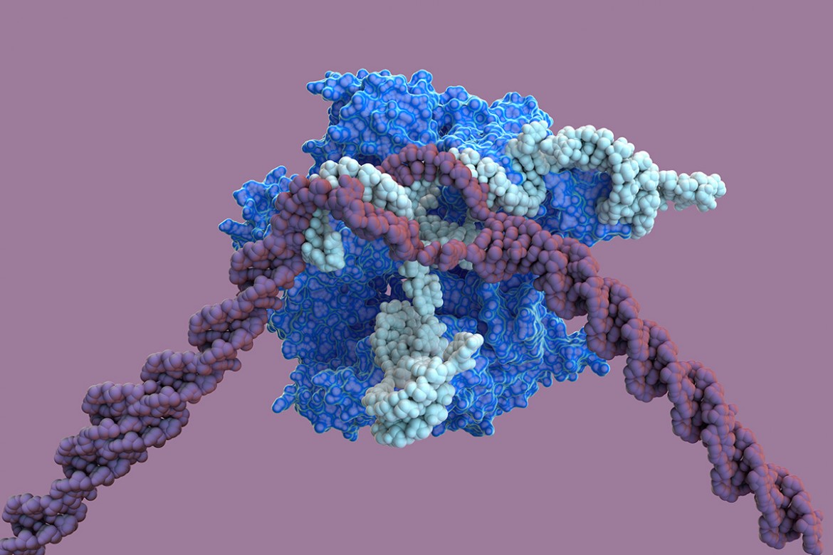 «Crispr» non funziona, anzi sì