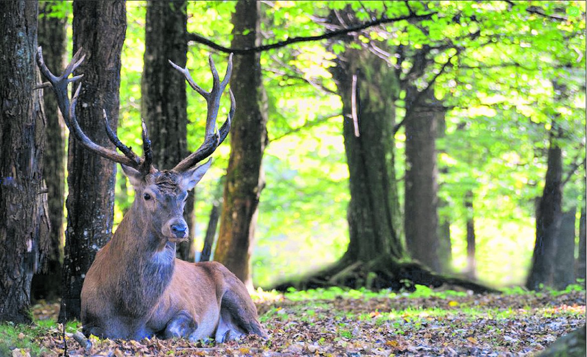 Bialowieza è in pericolo