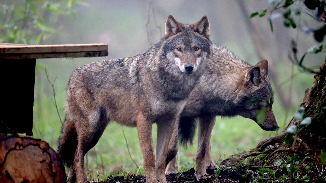 Selvaggio è bello, carnivoro meno. La difficile convivenza con l’uomo