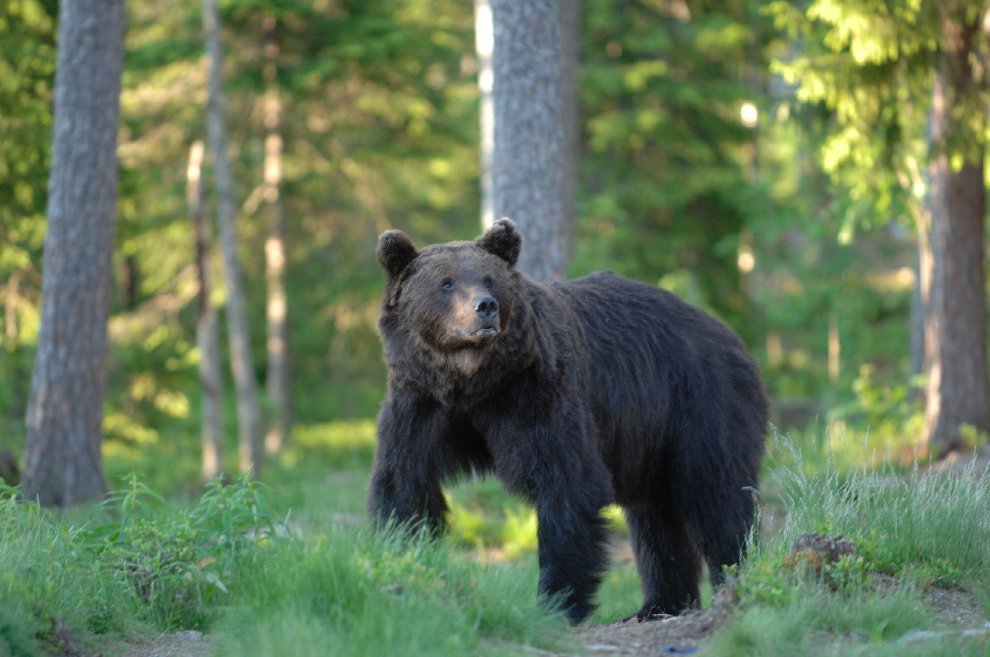 Caccia all’orso, la psicosi è iniziata