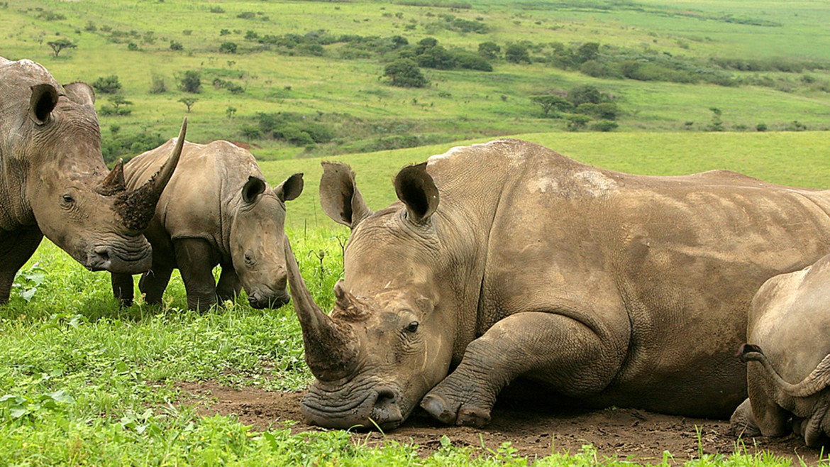 Kruger Park, paradiso-inferno di tutti i «big five»