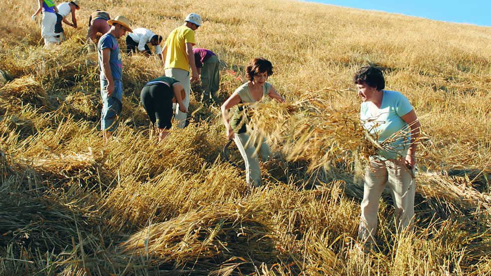 La pasta è «made in Italy», il grano no