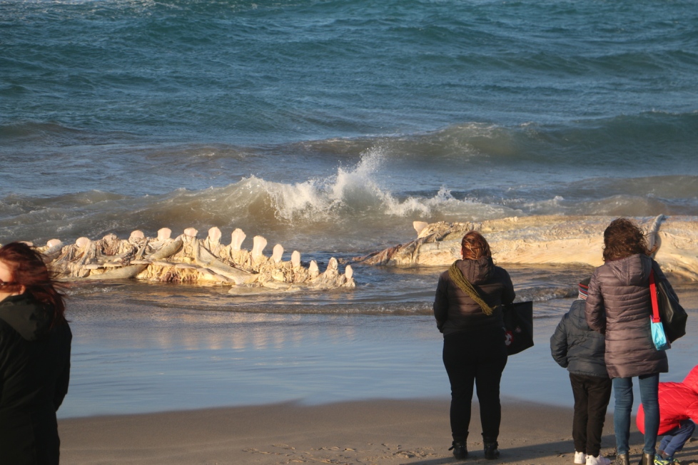 Il funerale di Moby Dick