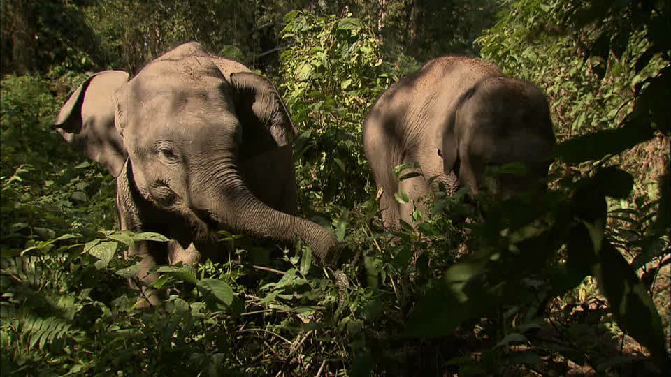 Guardiani della foresta senza diritti