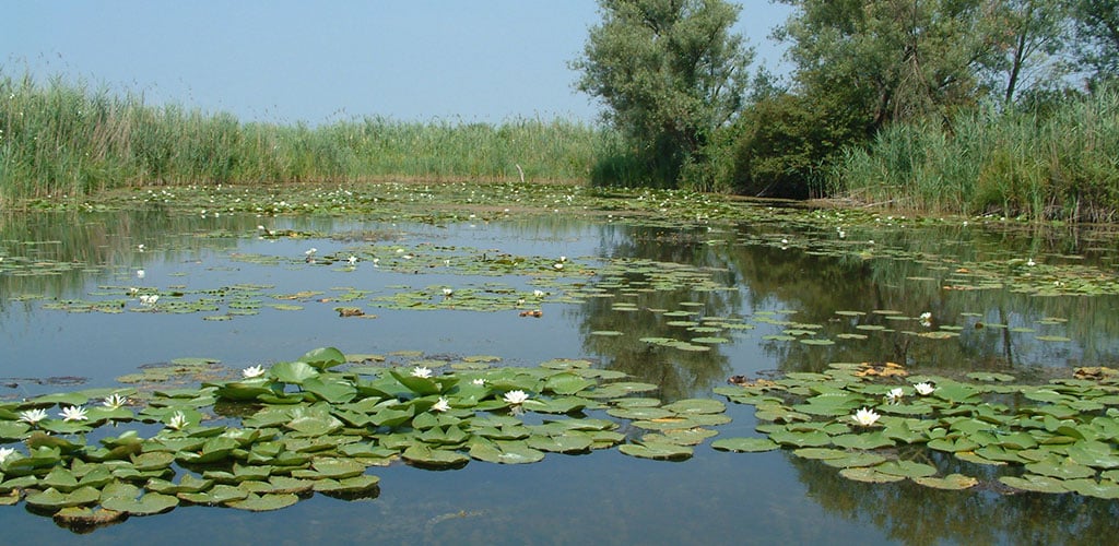 Zone umide, un patrimonio da tutelare