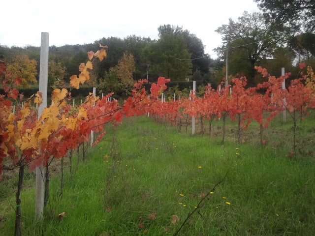 Perbacco, un vino naturale