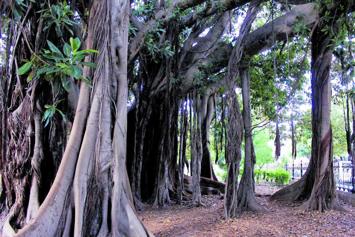 Gli alberi nella storia dell’umanità