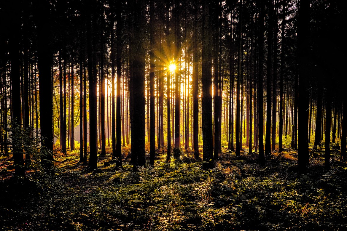 I bambini e le foreste incantate, da Cappuccetto Rosso a oggi