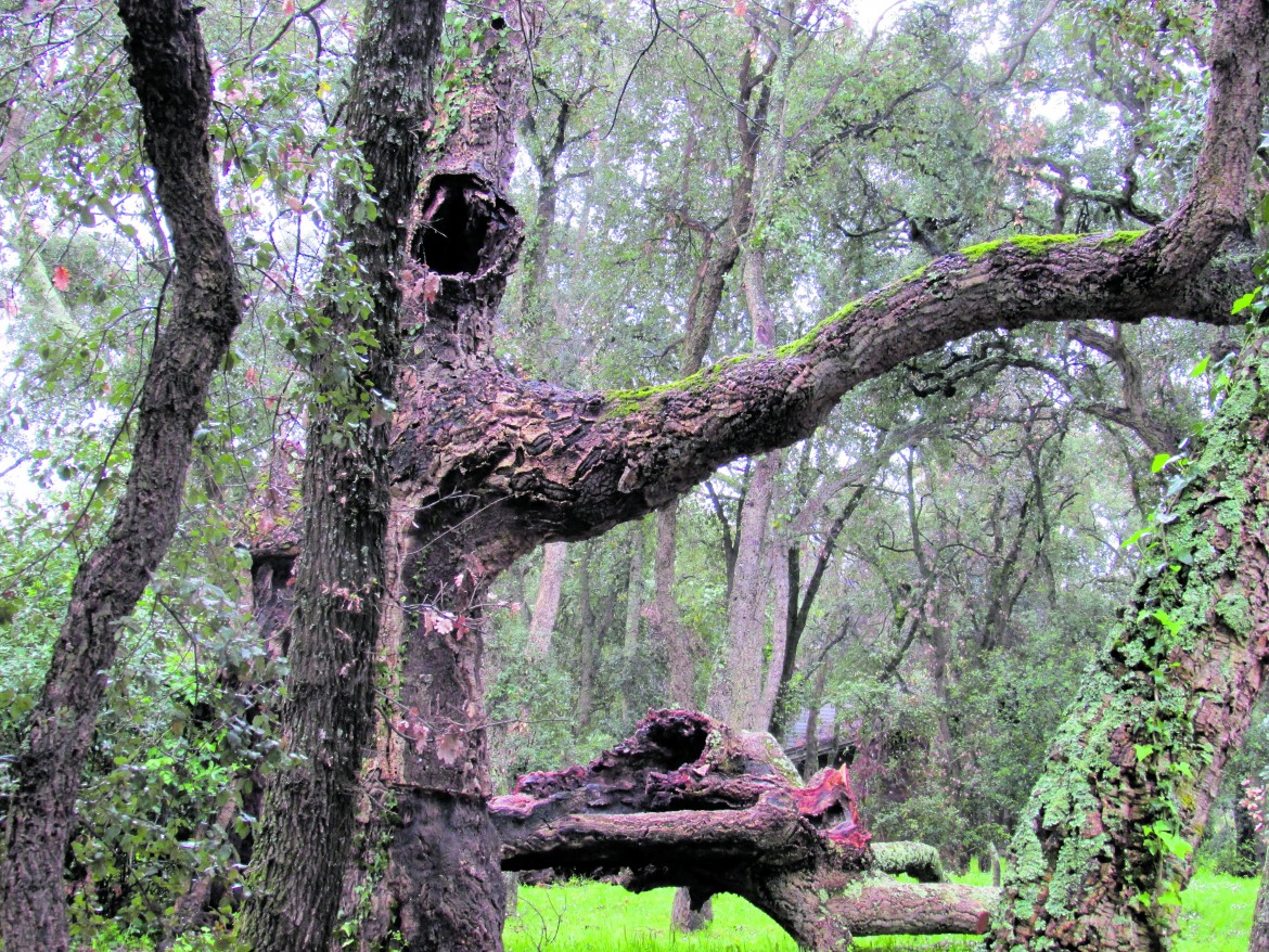 L’arboricoltura nella morsa del nuovo clima