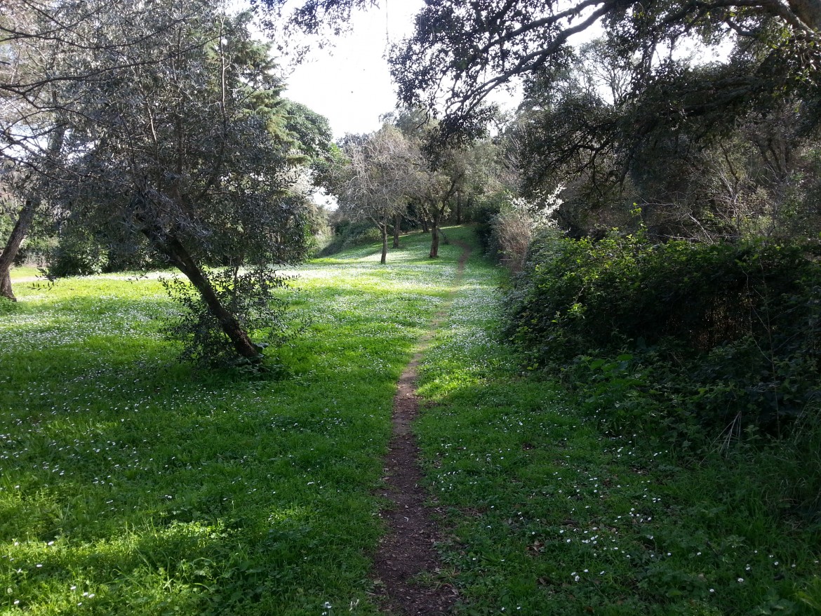 Bioblitz nelle sughere pontine