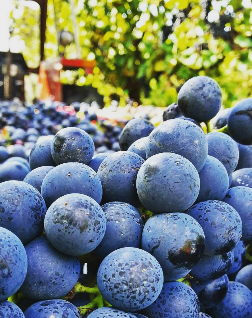 In Emilia il vino rifermenta a primavera