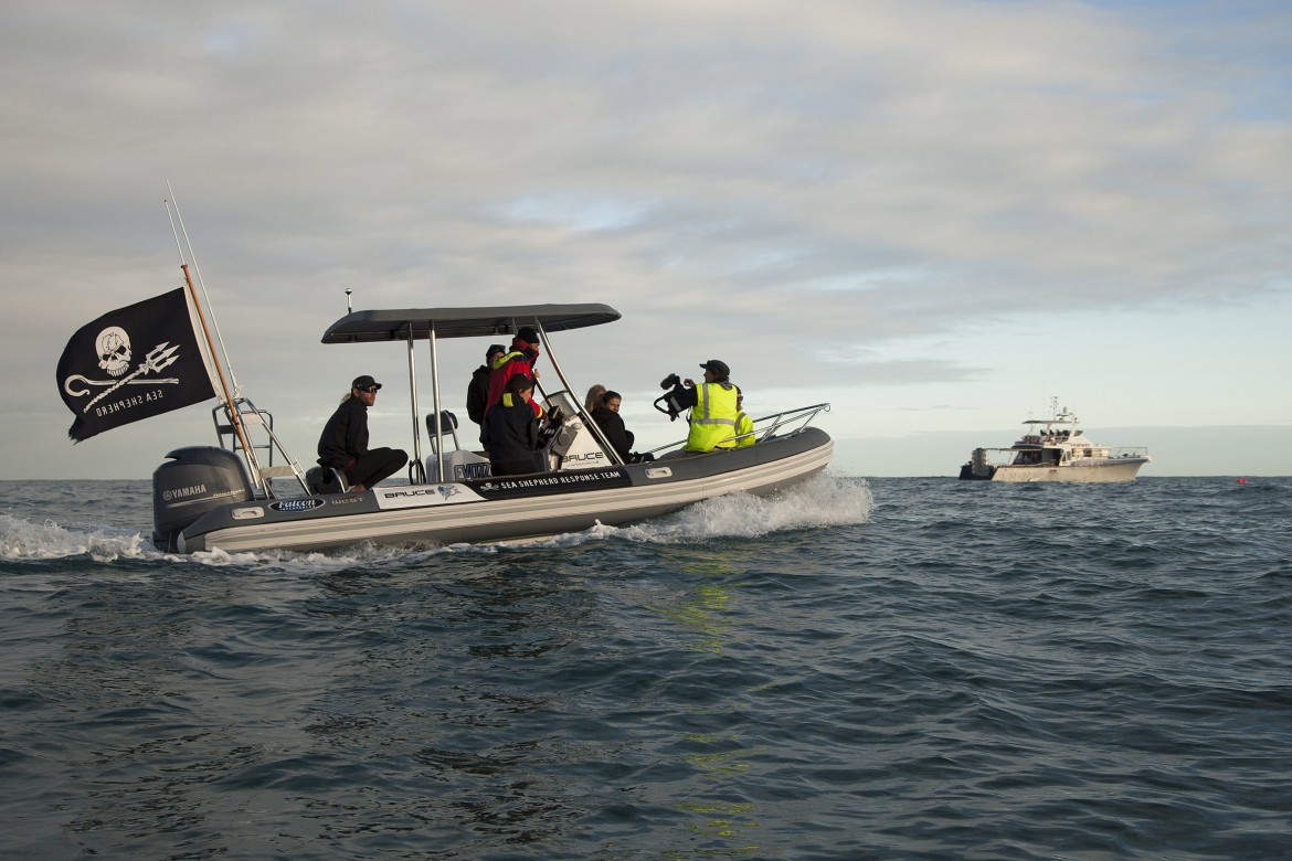 Sea Sheperd, gli ecopirati dell’Oceano