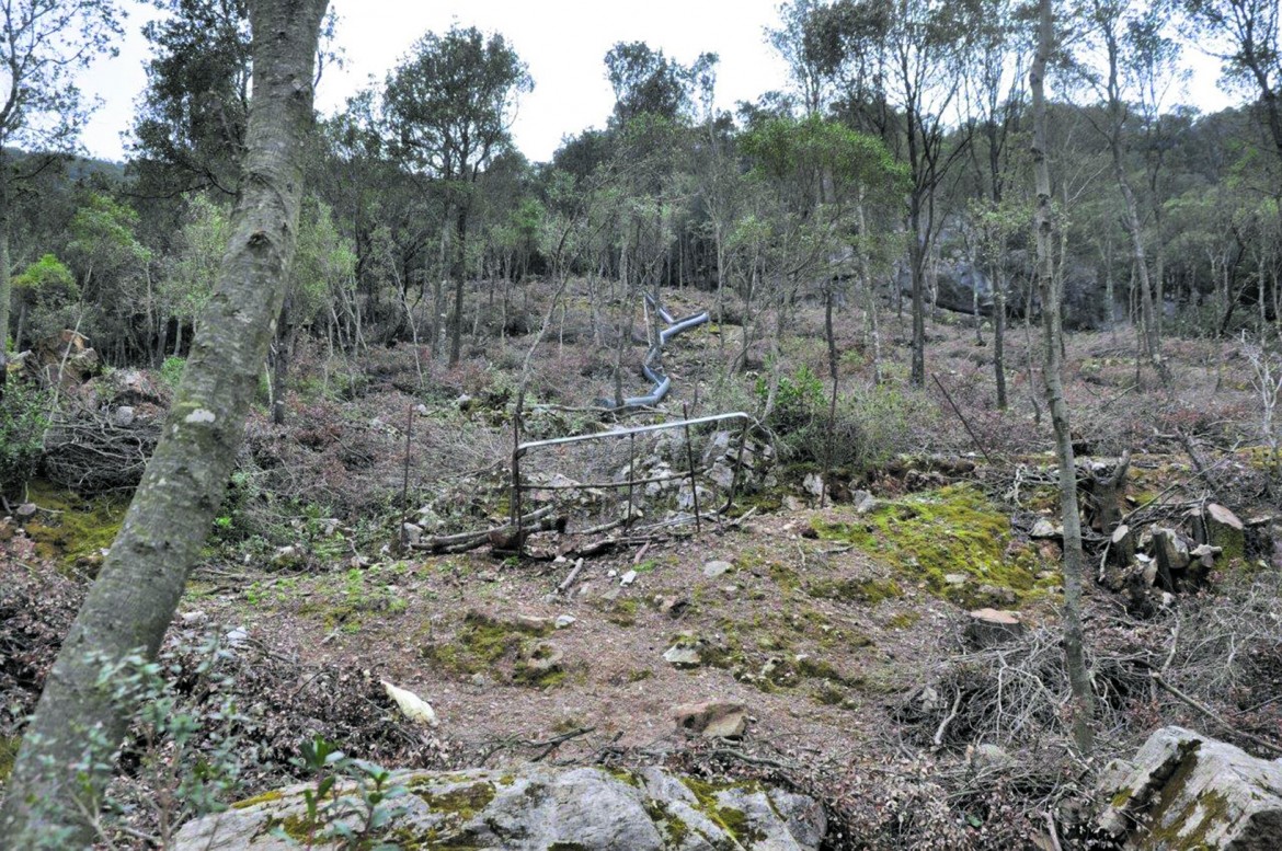 La foresta sarda promossa e abbattuta