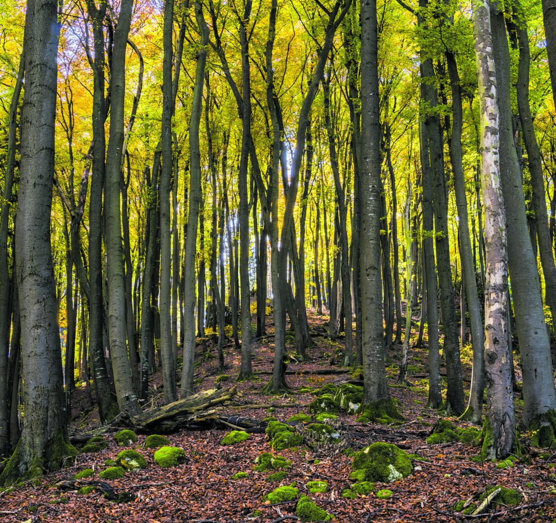 La foresta boreale non è usa e getta