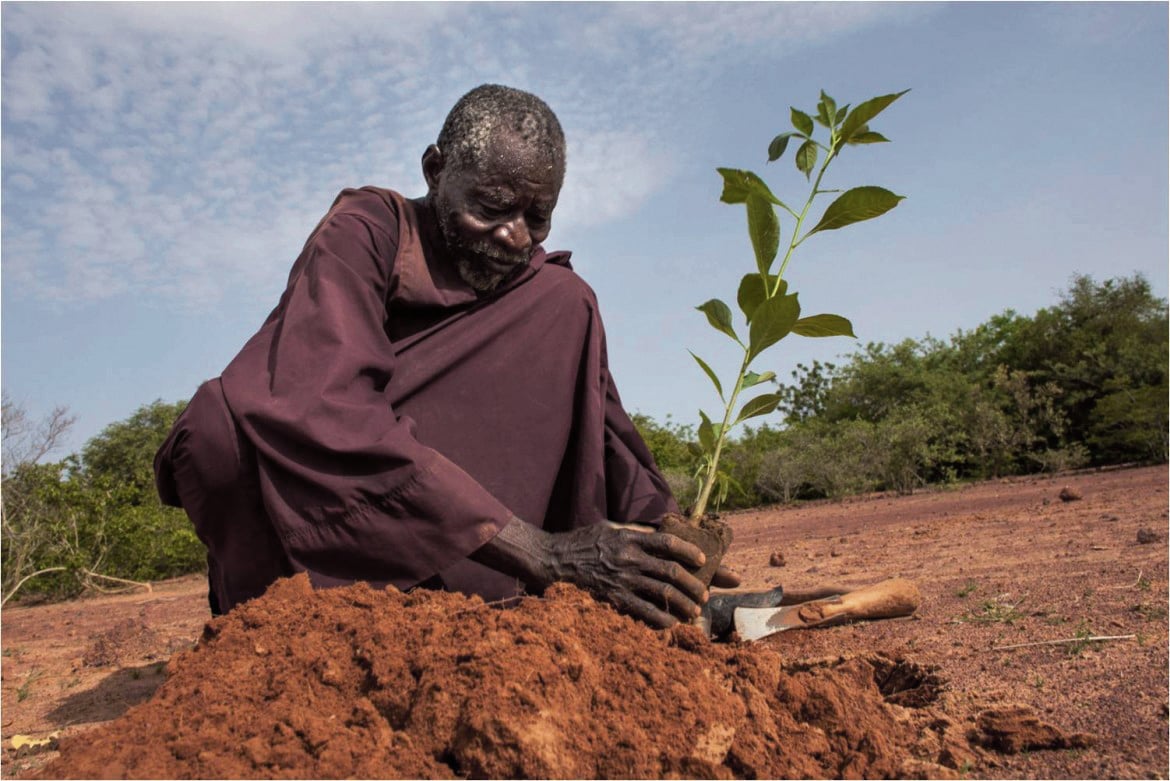 C’è un fiore nel Sahel