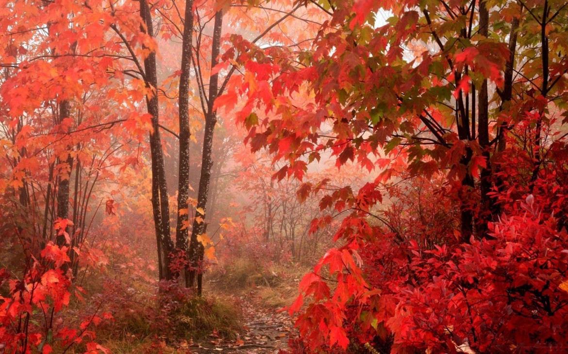 La rivincita della castagna d’autunno