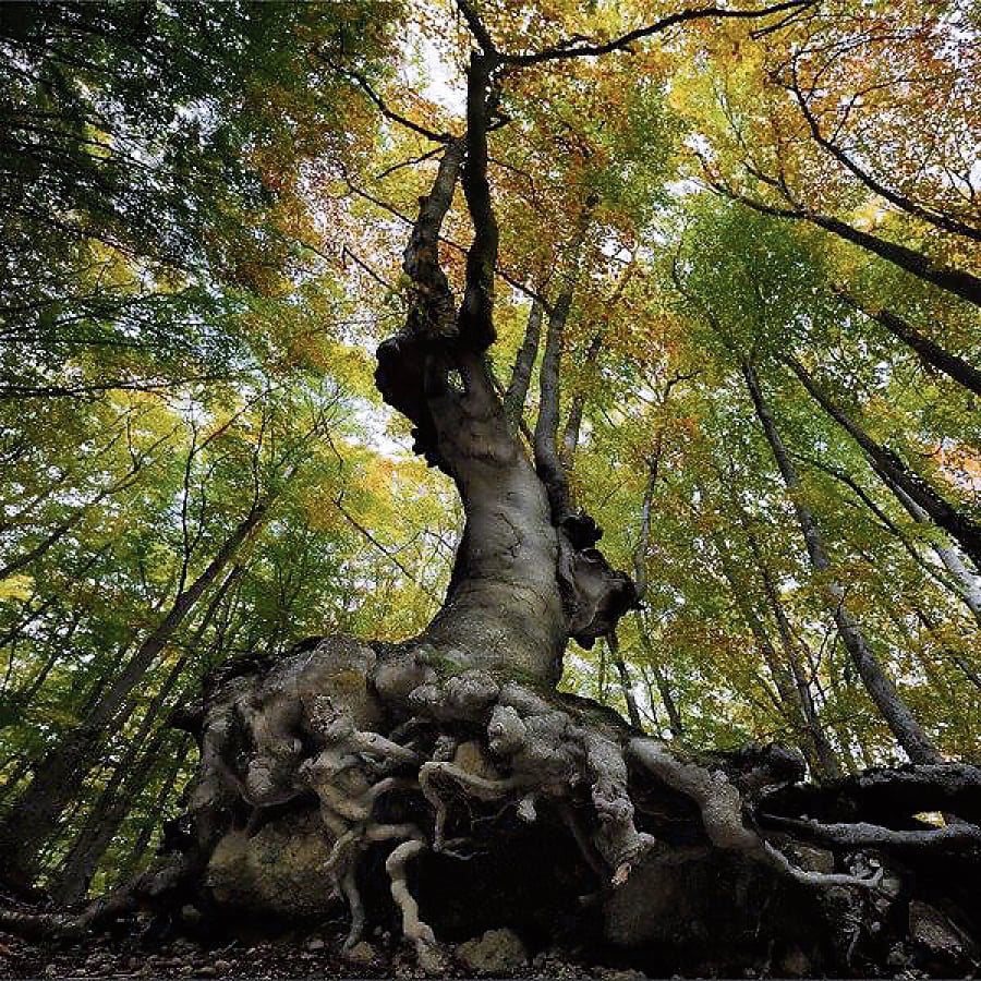 Il grande racconto degli alberi