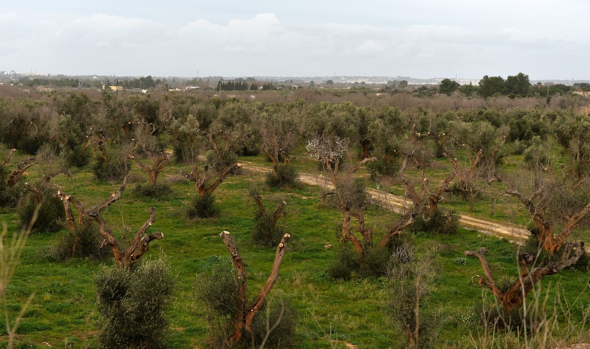 Ulivo abbatte Xylella