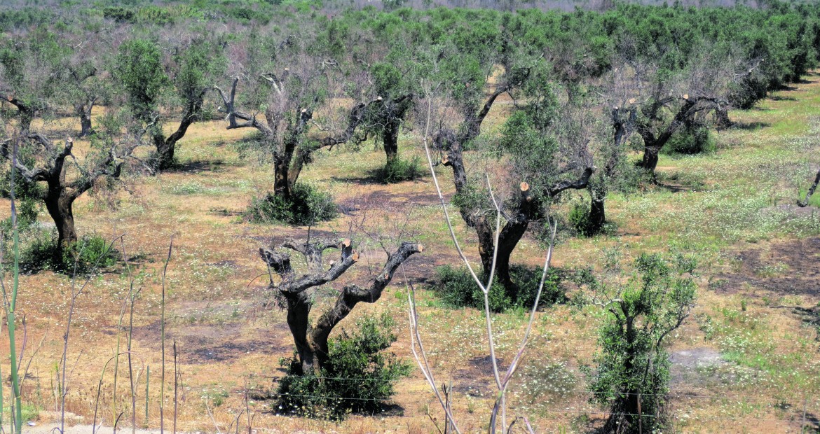 Xylella, quando la cura è peggiore del male