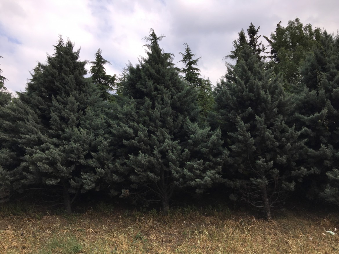 «Abitare il bosco», un esperimento per vivere collettivamente la natura