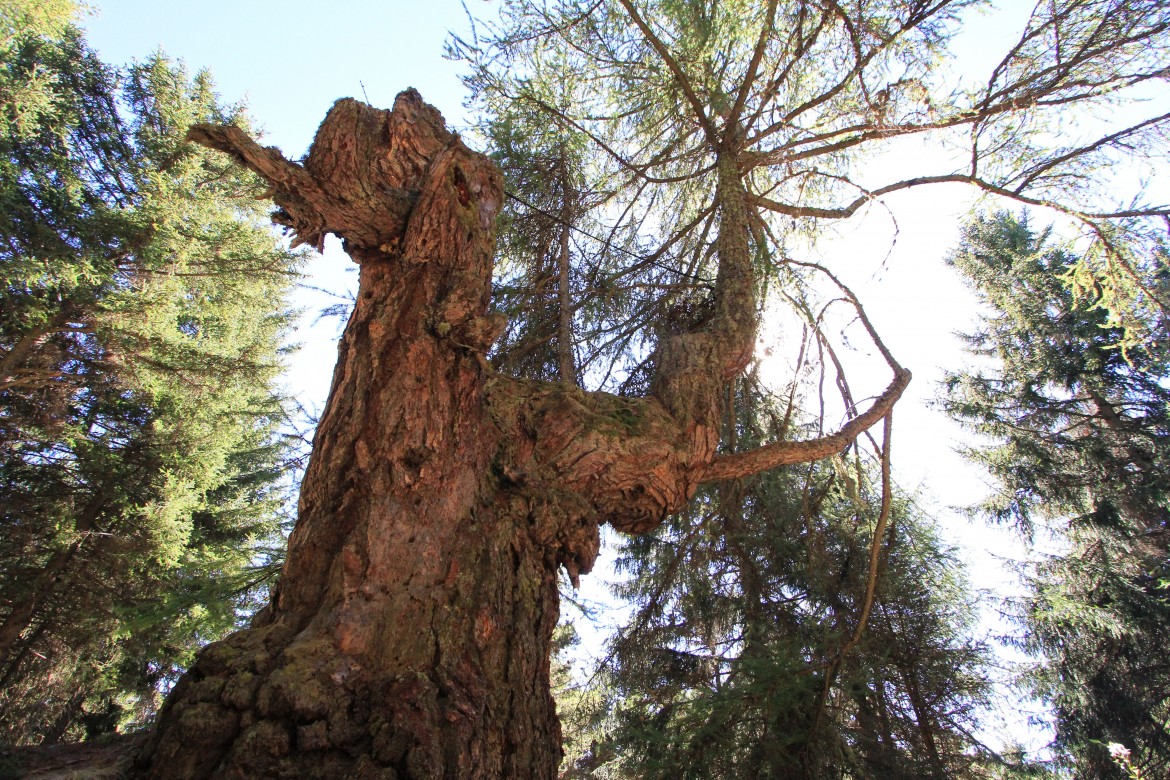 Spirito larix maxima