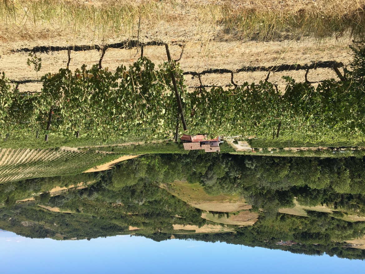 Il lato oscuro del prosecco